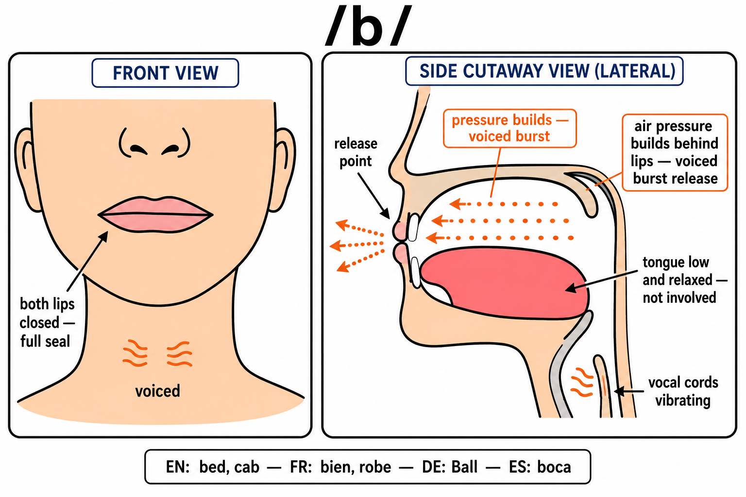 Visual articulation guide for the voiced bilabial consonant /b/