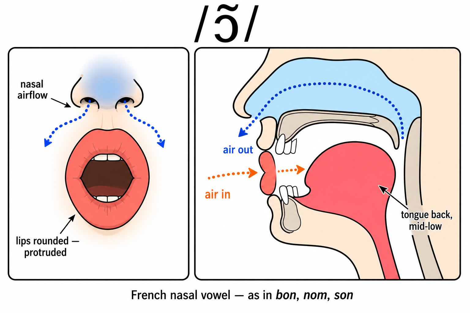 Visual articulation guide for the French nasal vowel /ɔ̃/